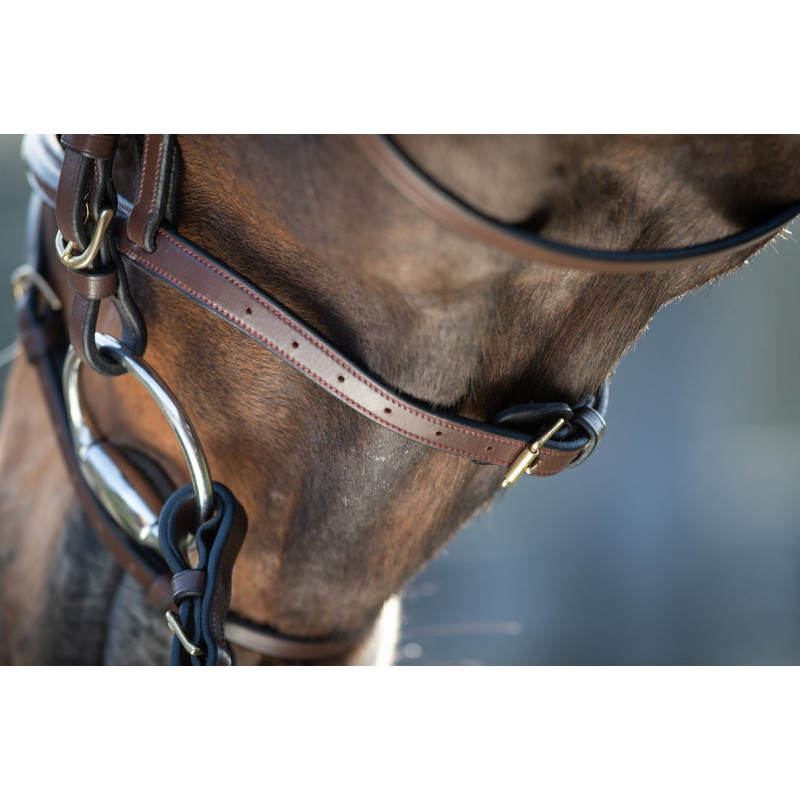 REGULAR BRIDLE - HFI