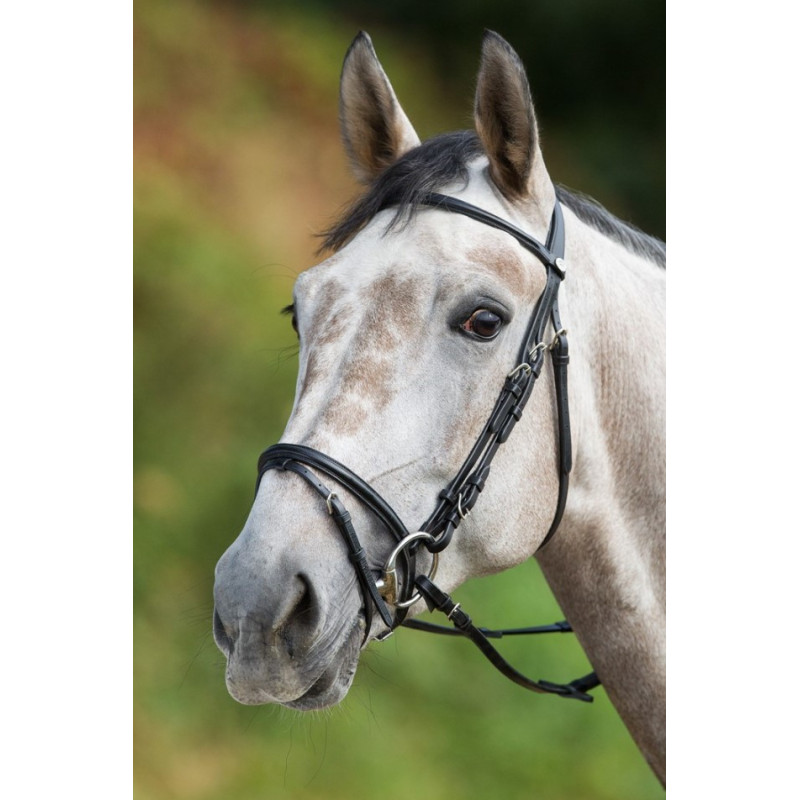 REGULAR BRIDLE - HFI