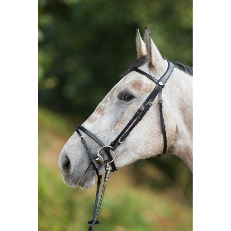 REGULAR BRIDLE - HFI