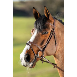 Anatomic Bridle