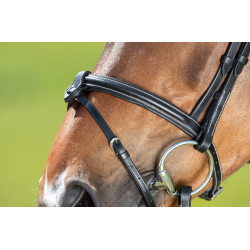 Anatomic Bridle