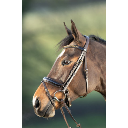 SHINY BRIDLE - HFI