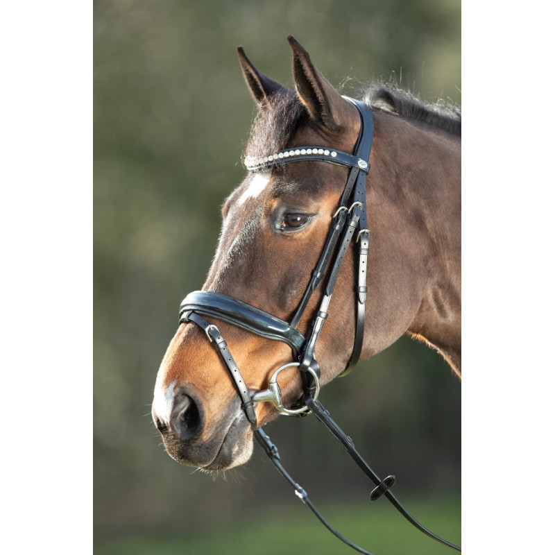 SHINY BRIDLE - HFI
