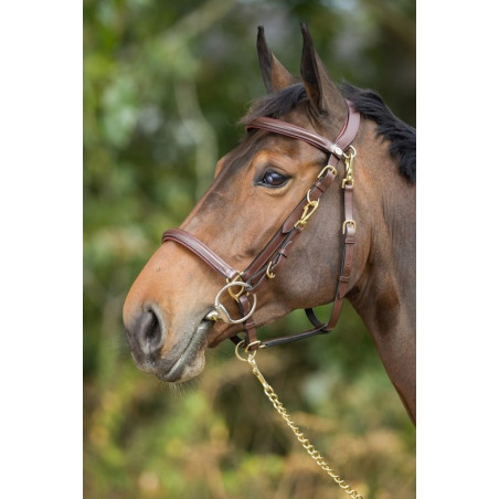 COMBO BRIDLE/HALTER - HFI