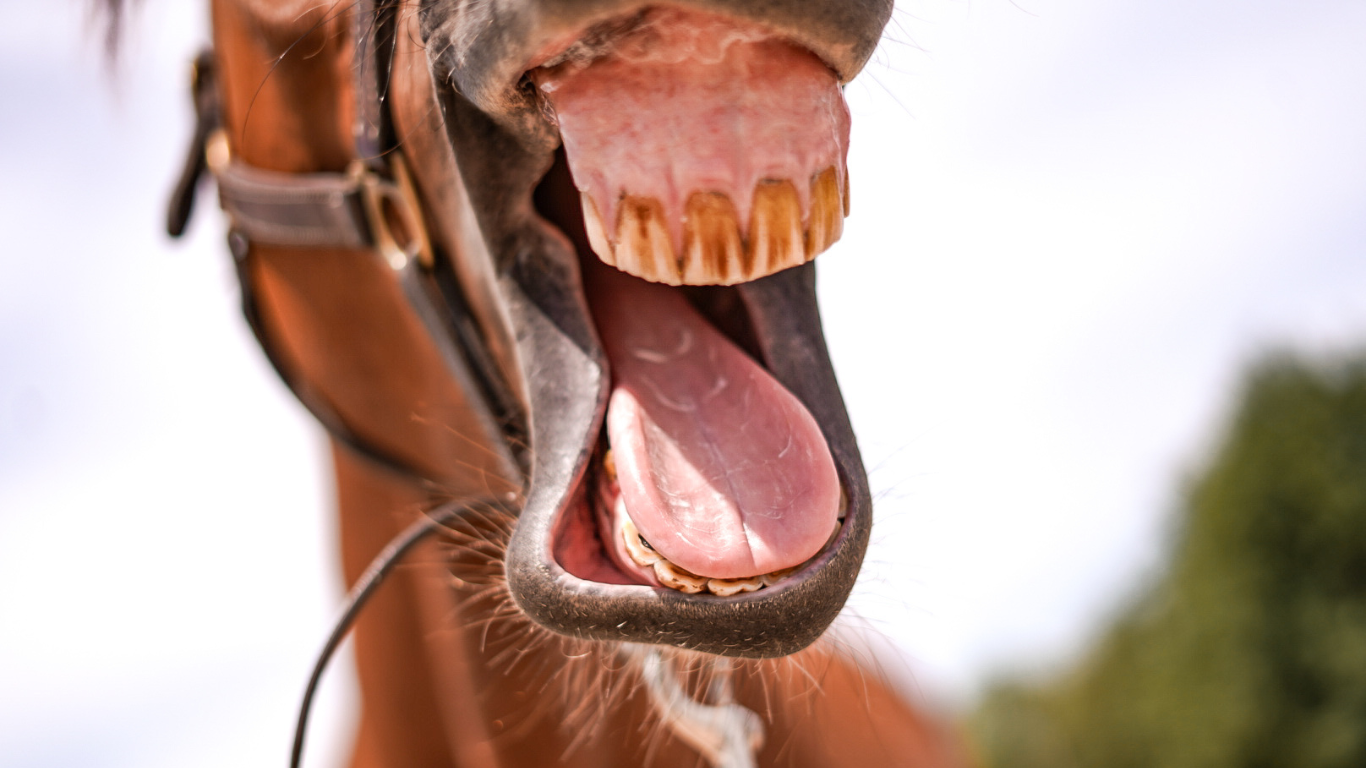 Dents du cheval : tout ce que vous devez savoir