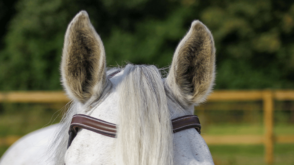 Les 3 erreurs à éviter avec le frontal de votre cheval