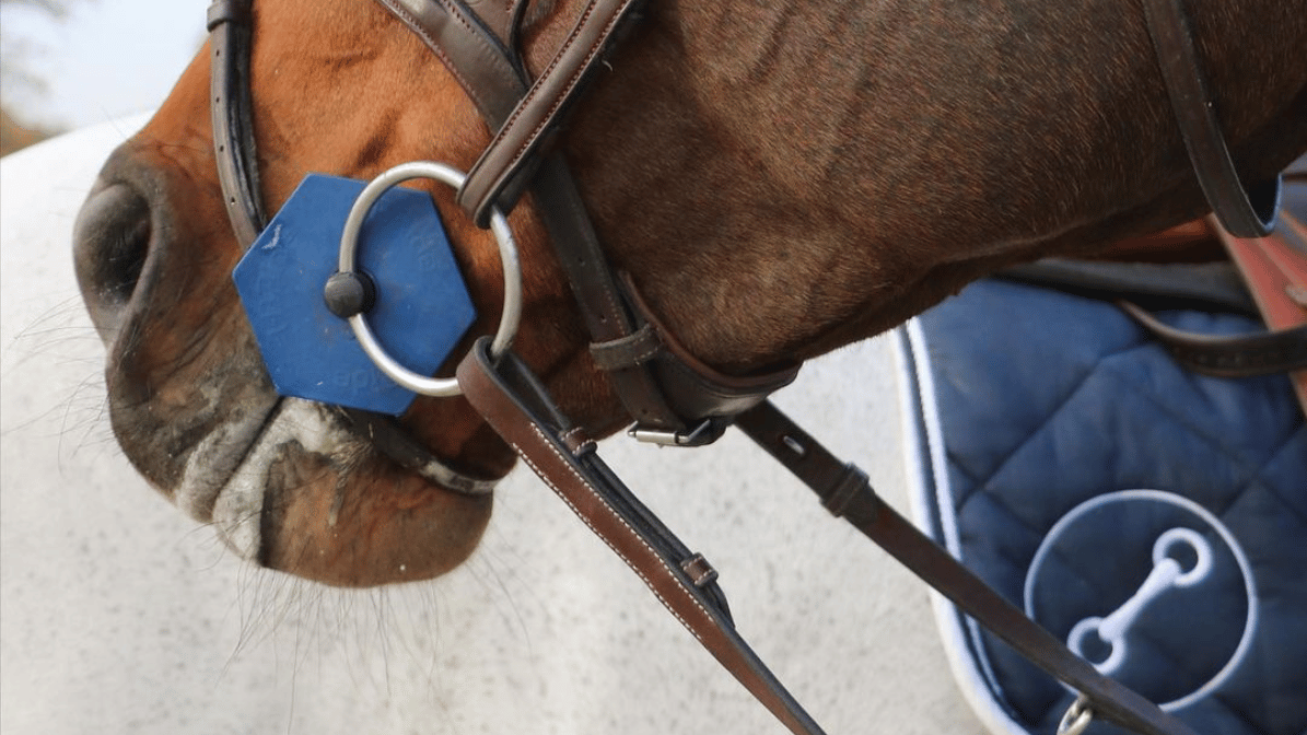 Cheval qui salive : signe de décontraction ou de tension ?