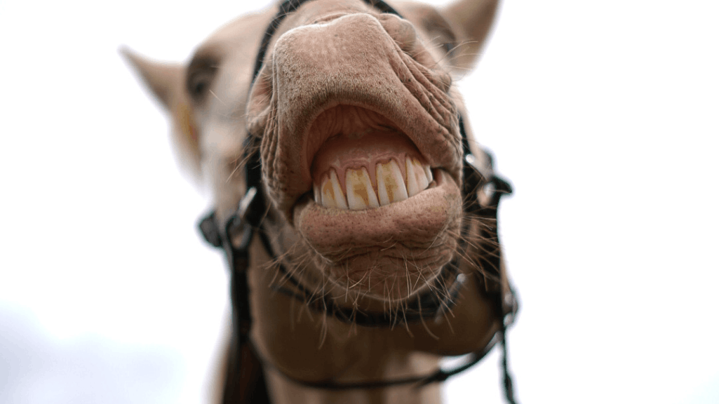 Dents du cheval : 4 faits que vous ne saviez pas 