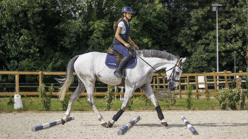 Le travail sur les barres au sol avec son cheval : objectifs, distances et conseils