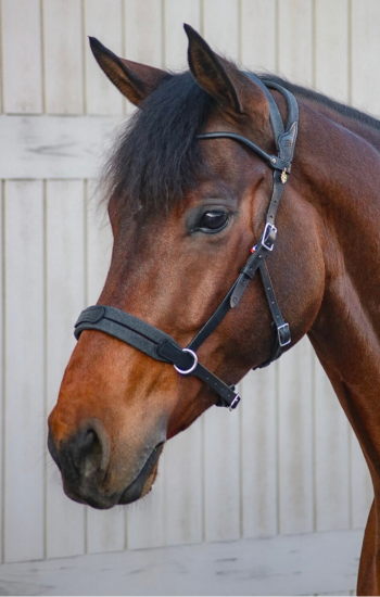 In Horse We Trust