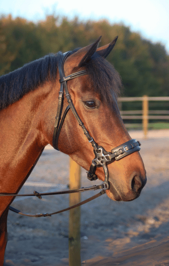Trust Equestrian