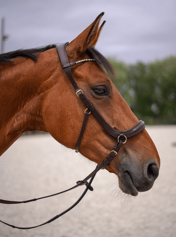 X-Line Sensation bridle